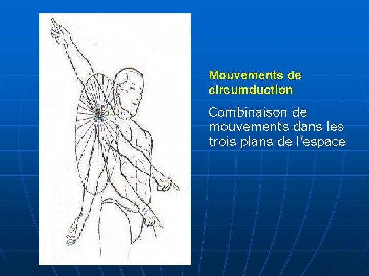 Mouvements de circumduction Combinaison de mouvements dans les trois plans de l’espace 