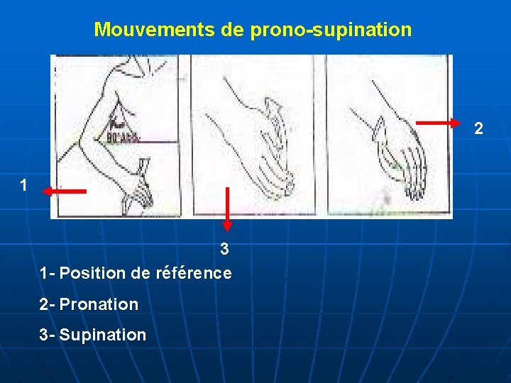 Mouvements de prono-supination 2 1 3 1 - Position de référence 2 - Pronation