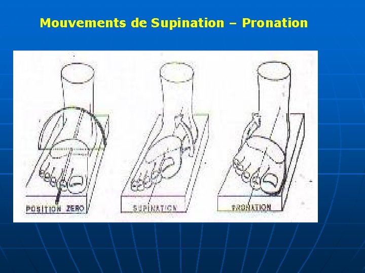 Mouvements de Supination – Pronation 