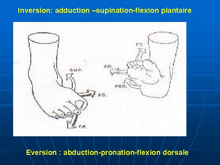 Inversion: adduction –supination-flexion plantaire Eversion : abduction-pronation-flexion dorsale 