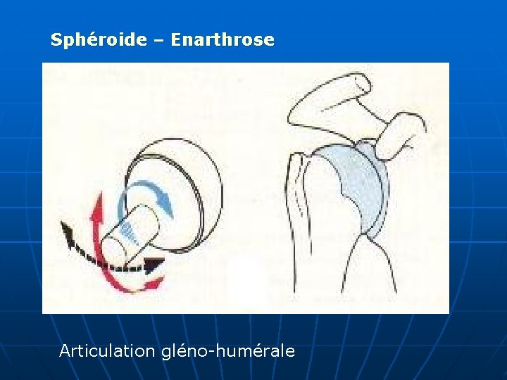 Sphéroide – Enarthrose Articulation gléno-humérale 