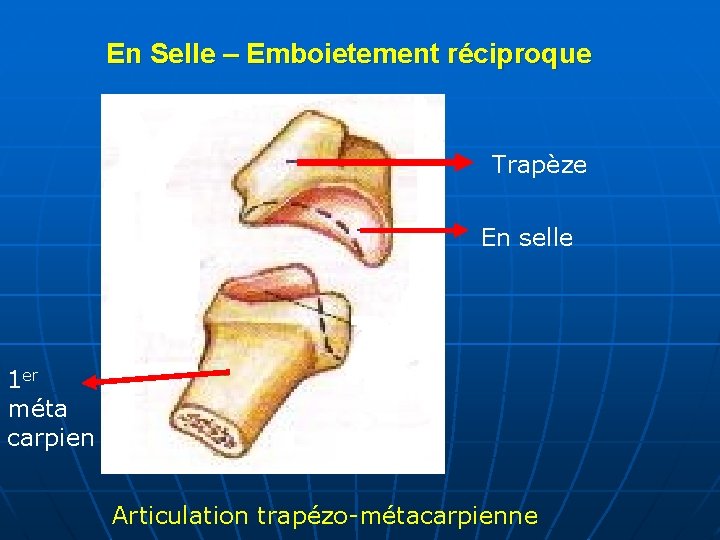 En Selle – Emboietement réciproque Trapèze En selle 1 er méta carpien Articulation trapézo-métacarpienne