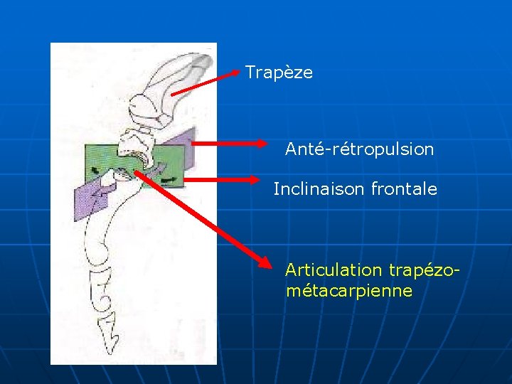 Trapèze Anté-rétropulsion Inclinaison frontale Articulation trapézométacarpienne 