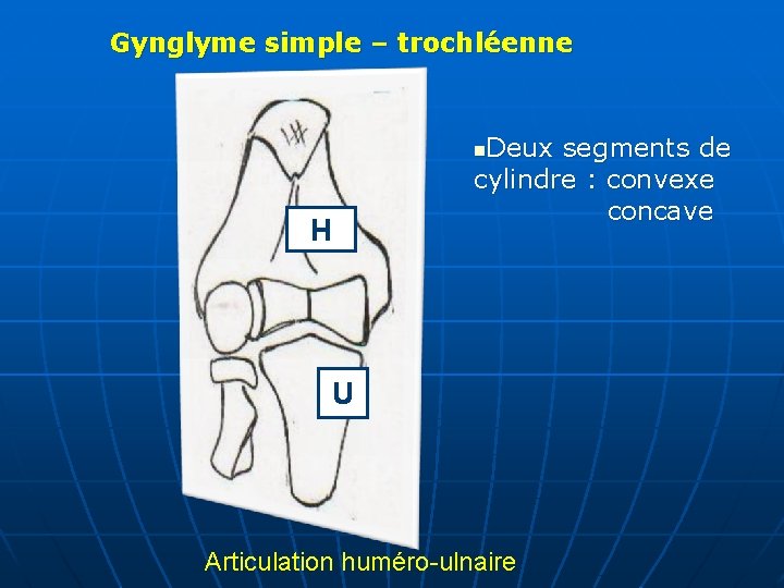 Gynglyme simple – trochléenne Deux segments de cylindre : convexe concave n H U