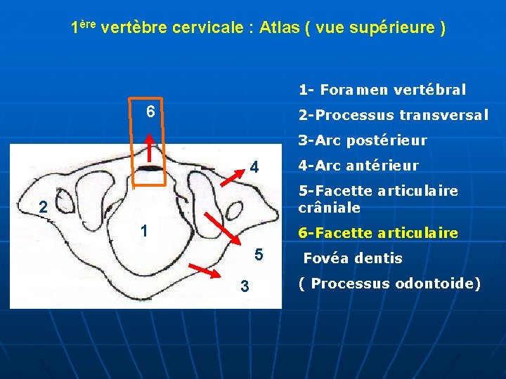 1ère vertèbre cervicale : Atlas ( vue supérieure ) 1 - Foramen vertébral 6