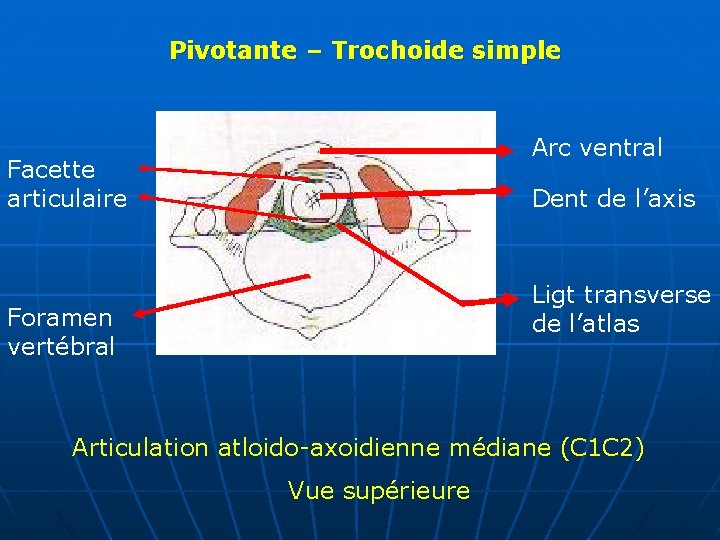 Pivotante – Trochoide simple Arc ventral Facette articulaire Dent de l’axis Ligt transverse de