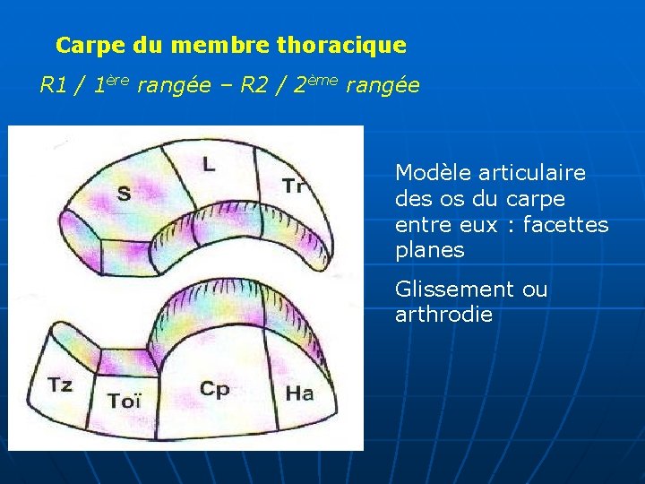 Carpe du membre thoracique R 1 / 1ère rangée – R 2 / 2ème