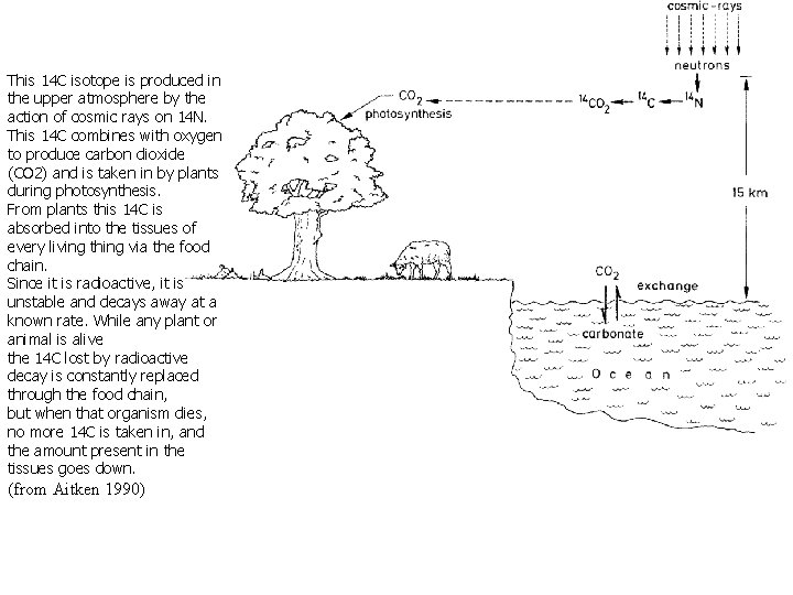 This 14 C isotope is produced in the upper atmosphere by the action of