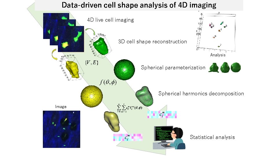 Data-driven cell shape analysis of 4 D imaging 4 D live cell imaging 3