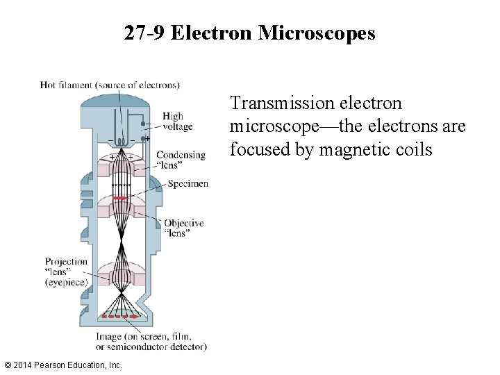 27 -9 Electron Microscopes Transmission electron microscope—the electrons are focused by magnetic coils ©