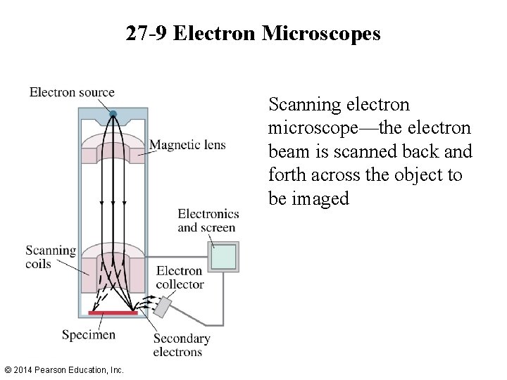 27 -9 Electron Microscopes Scanning electron microscope—the electron beam is scanned back and forth