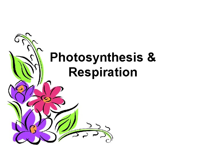 Photosynthesis Respiration WHAT DO PLANTS NEED FOR PHOTOSYNTHESIS