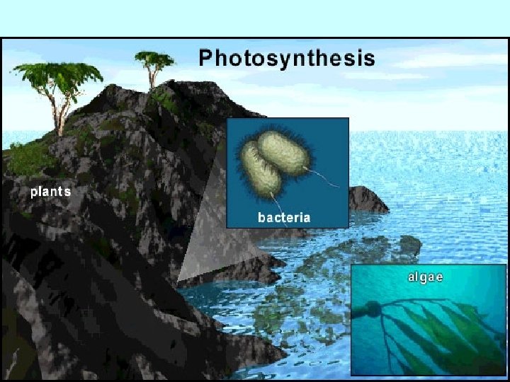 DOES ANYTHING ELSE MAKE ITS OWN FOOD USING PHOTOSYNTHESIS? DOES ANYTHING ELSE MAKE ITS OWN FOOD USING PHOTOSYNTHESIS?