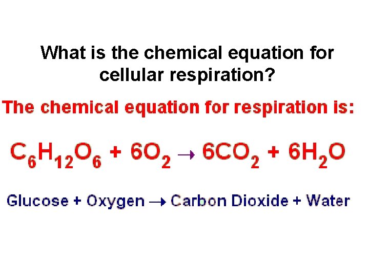 What is the chemical equation for cellular respiration? What is the chemical equation for cellular respiration?
