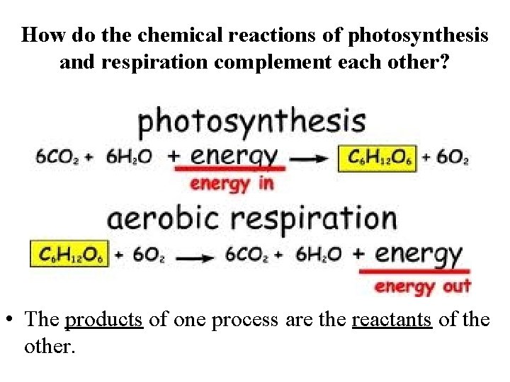 How do the chemical reactions of photosynthesis and respiration complement each other? • The How do the chemical reactions of photosynthesis and respiration complement each other? • The