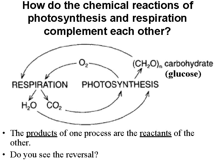 How do the chemical reactions of photosynthesis and respiration complement each other? (glucose) • How do the chemical reactions of photosynthesis and respiration complement each other? (glucose) •