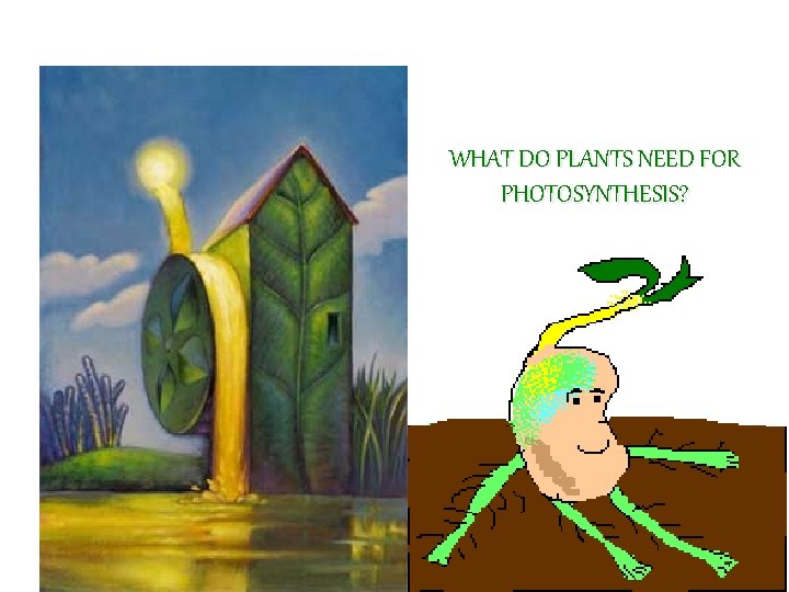 WHAT DO PLANTS NEED FOR PHOTOSYNTHESIS? WHAT DO PLANTS NEED FOR PHOTOSYNTHESIS?