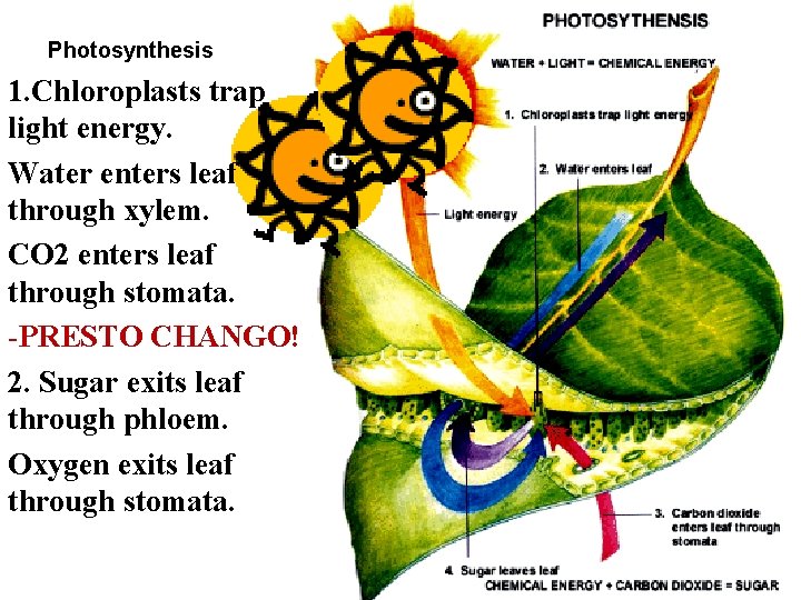 Photosynthesis 1. Chloroplasts trap light energy. Water enters leaf through xylem. CO 2 enters Photosynthesis 1. Chloroplasts trap light energy. Water enters leaf through xylem. CO 2 enters