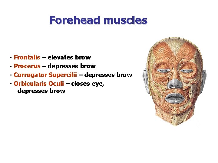 Forehead muscles - Frontalis – elevates brow - Procerus – depresses brow - Corrugator