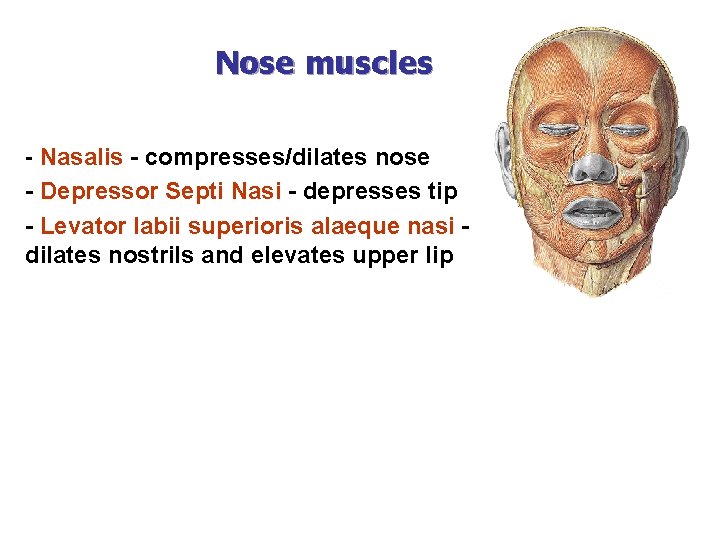 Nose muscles - Nasalis - compresses/dilates nose - Depressor Septi Nasi - depresses tip