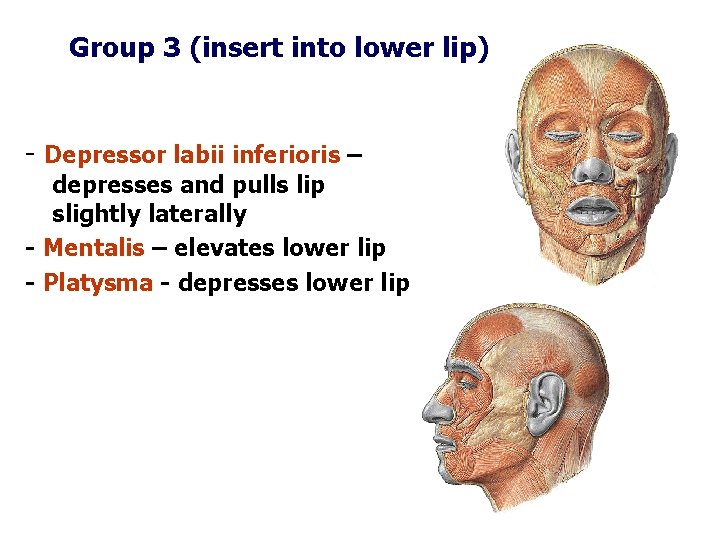 Group 3 (insert into lower lip) - Depressor labii inferioris – depresses and pulls