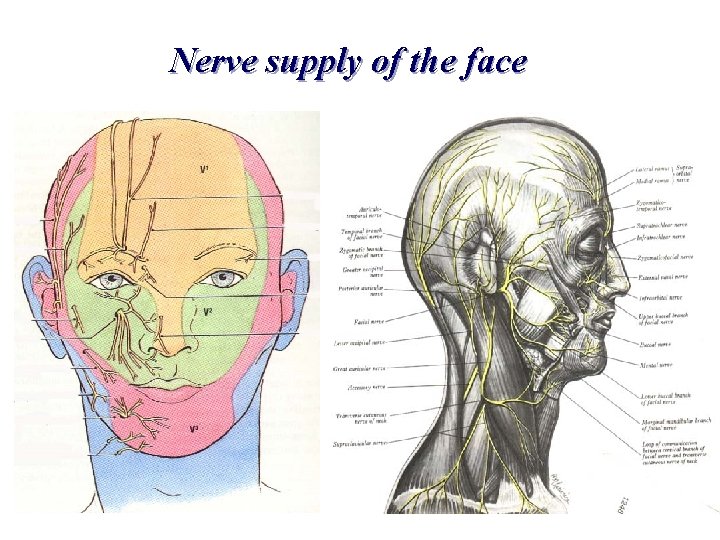Nerve supply of the face 