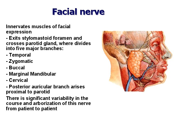 Facial nerve Innervates muscles of facial expression - Exits stylomastoid foramen and crosses parotid