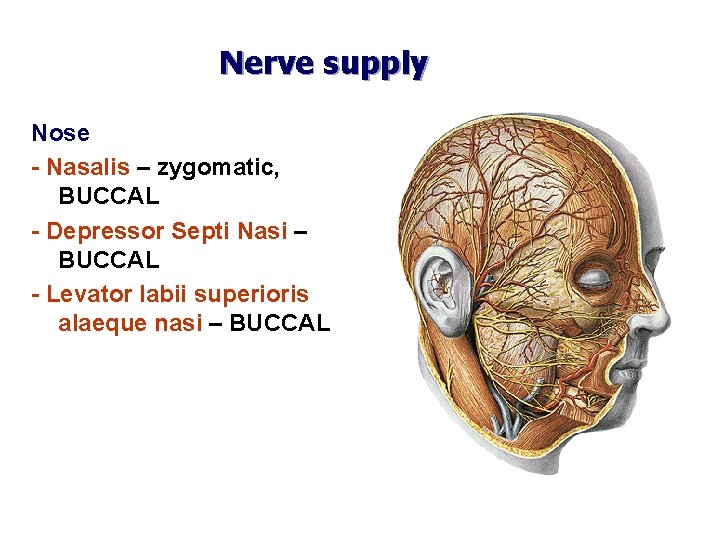 Nerve supply Nose - Nasalis – zygomatic, BUCCAL - Depressor Septi Nasi – BUCCAL