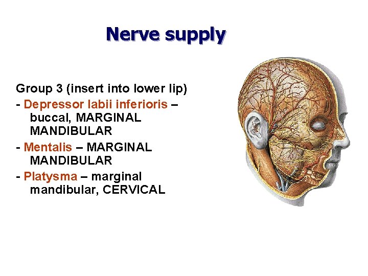 Nerve supply Group 3 (insert into lower lip) - Depressor labii inferioris – buccal,