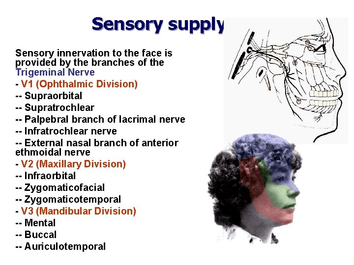 Sensory supply Sensory innervation to the face is provided by the branches of the