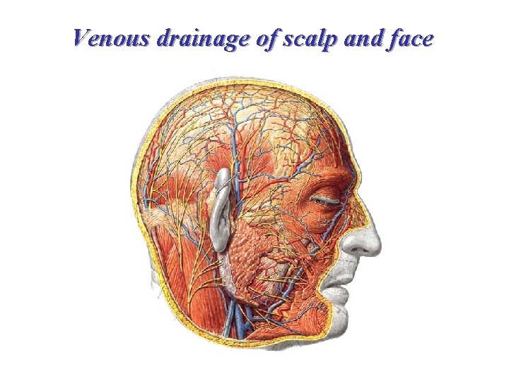 Venous drainage of scalp and face 