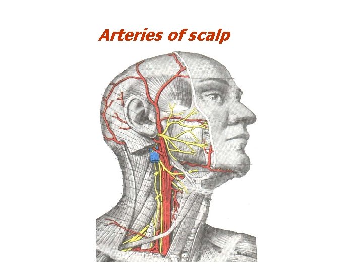 Arteries of scalp 