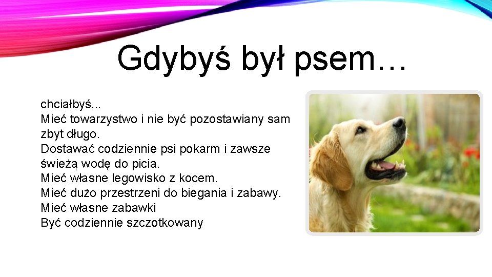 Gdybyś był psem… chciałbyś. . . Mieć towarzystwo i nie być pozostawiany sam zbyt