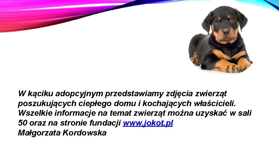 W kąciku adopcyjnym przedstawiamy zdjęcia zwierząt poszukujących ciepłego domu i kochających właścicieli. Wszelkie informacje