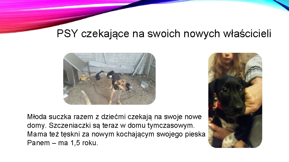 PSY czekające na swoich nowych właścicieli Młoda suczka razem z dziećmi czekają na swoje