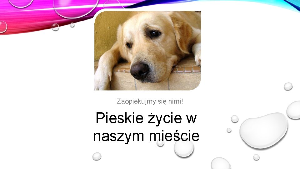 Zaopiekujmy się nimi! Pieskie życie w naszym mieście 