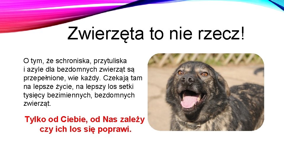 Zwierzęta to nie rzecz! O tym, że schroniska, przytuliska i azyle dla bezdomnych zwierząt