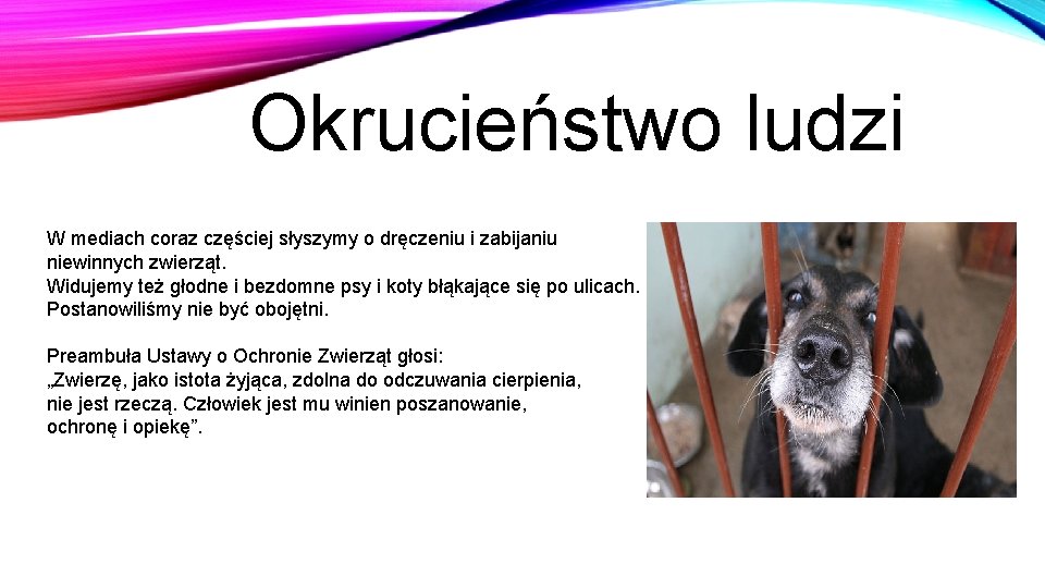 Okrucieństwo ludzi W mediach coraz częściej słyszymy o dręczeniu i zabijaniu niewinnych zwierząt. Widujemy