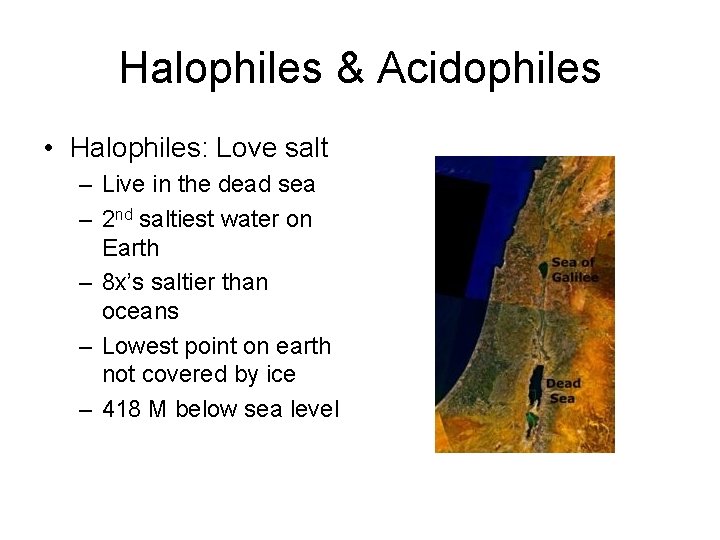 Halophiles & Acidophiles • Halophiles: Love salt – Live in the dead sea –