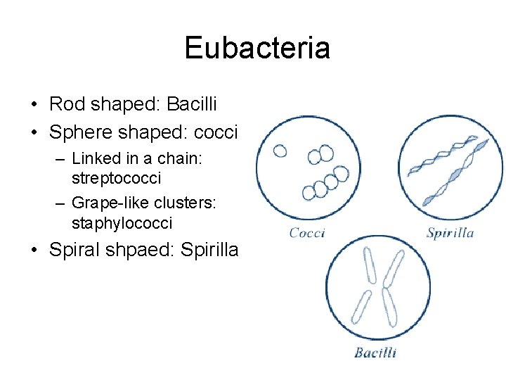 Eubacteria • Rod shaped: Bacilli • Sphere shaped: cocci – Linked in a chain: