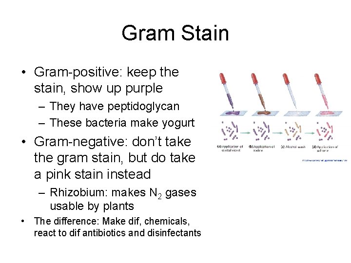 Gram Stain • Gram-positive: keep the stain, show up purple – They have peptidoglycan