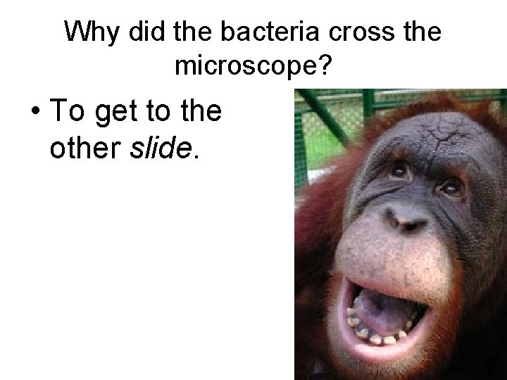 Why did the bacteria cross the microscope? • To get to the other slide.