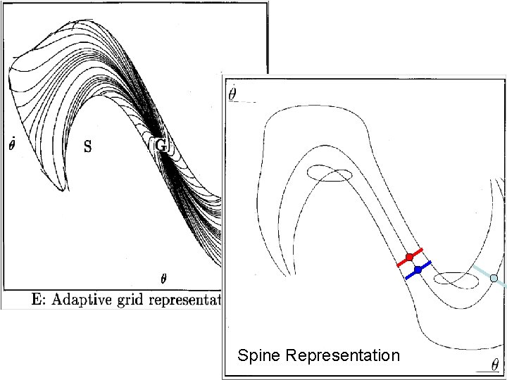 Spine Representation 