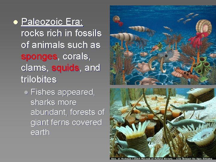 l Paleozoic Era: rocks rich in fossils of animals such as sponges, corals, clams,