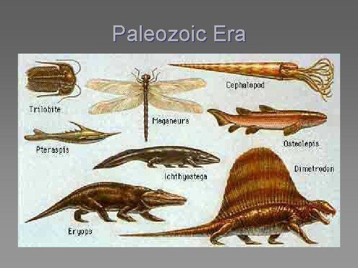 Paleozoic Era 