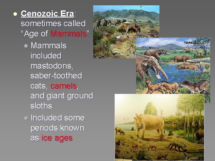 l Cenozoic Era: sometimes called “Age of Mammals” l Mammals included mastodons, saber-toothed cats,