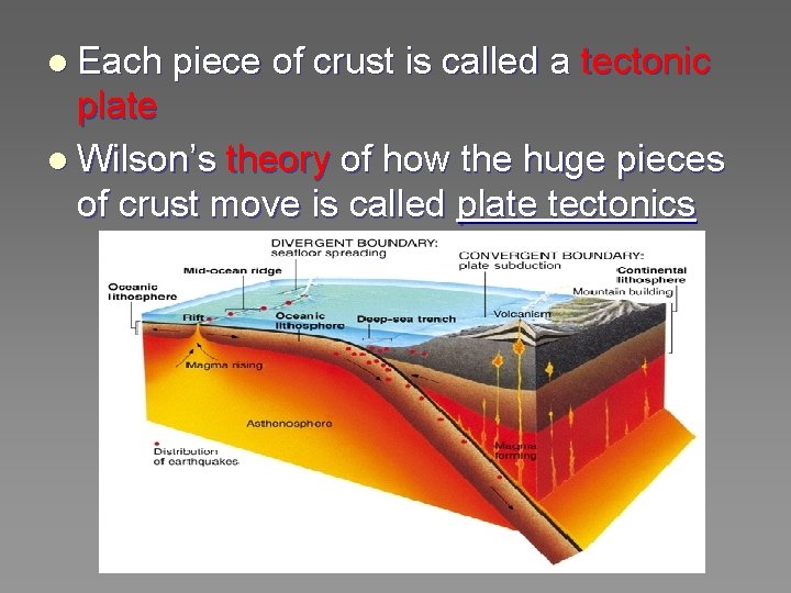 l Each piece of crust is called a tectonic plate l Wilson’s theory of