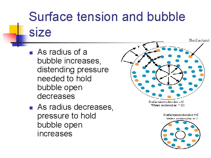 Surface tension and bubble size n n As radius of a bubble increases, distending