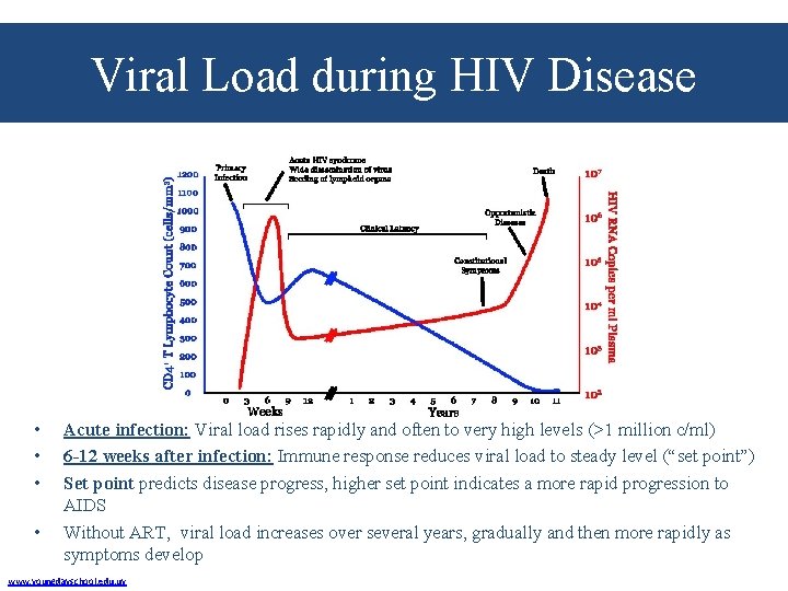 Viral Load during HIV Disease • • Acute infection: Viral load rises rapidly and
