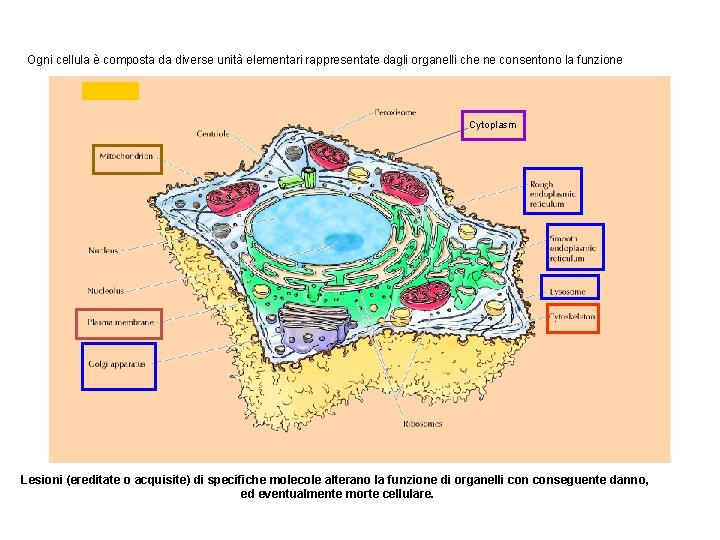 Ogni cellula è composta da diverse unità elementari rappresentate dagli organelli che ne consentono